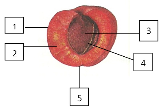 plod_stavba plod_stavba.jpg
