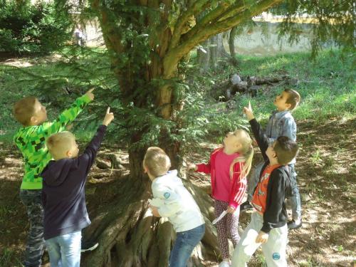 6 zari v SD1 skritci