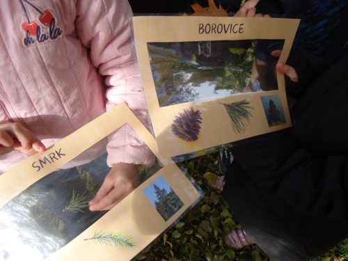 5 den stromu sd skritci