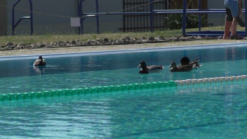 016 triatlon 2026